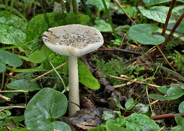 muchotrávka jelšová Amanita friabilis (P. Karst.) Bas