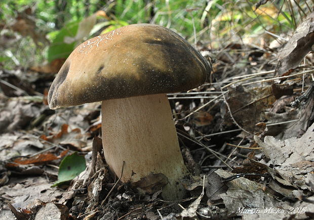 hríb bronzový Boletus aereus Bull. ex Fr.