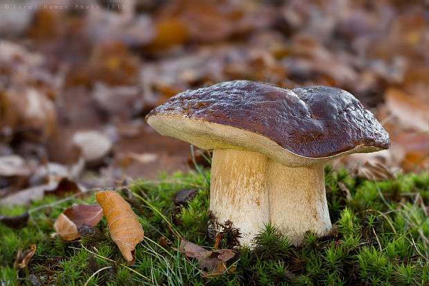 hríb smrekový Boletus edulis Bull.