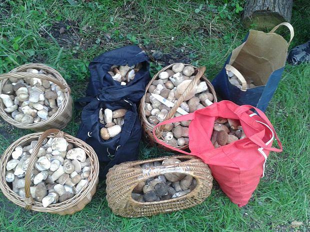 hríb dubový Boletus reticulatus Schaeff.