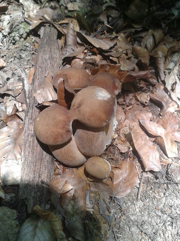 hríb dubový Boletus reticulatus Schaeff.