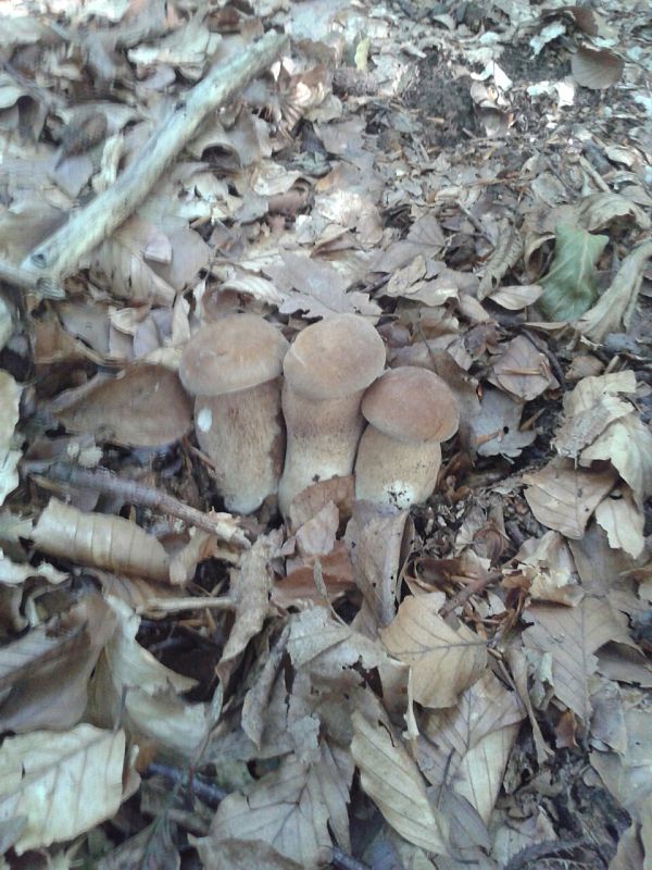 hríb dubový Boletus reticulatus Schaeff.