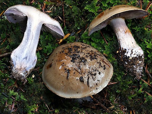 pavučinovec vznešený Cortinarius elatus (Rob. Henry) Bidaud