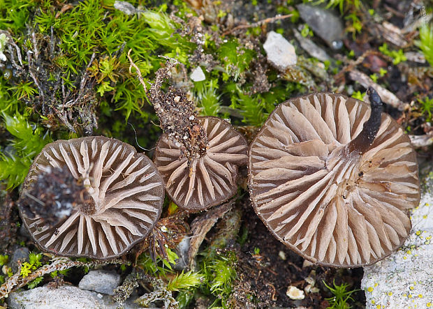 hodvábnica vločkatá Entoloma flocculosum (Bres.) Pacioni