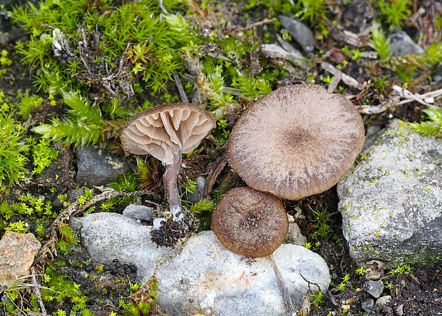 hodvábnica vločkatá Entoloma flocculosum (Bres.) Pacioni