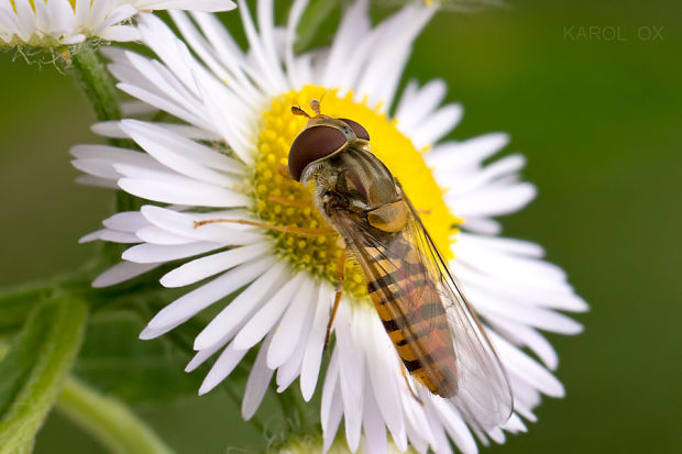 pestrica pruhovaná  Episyrphus balteatus ♀