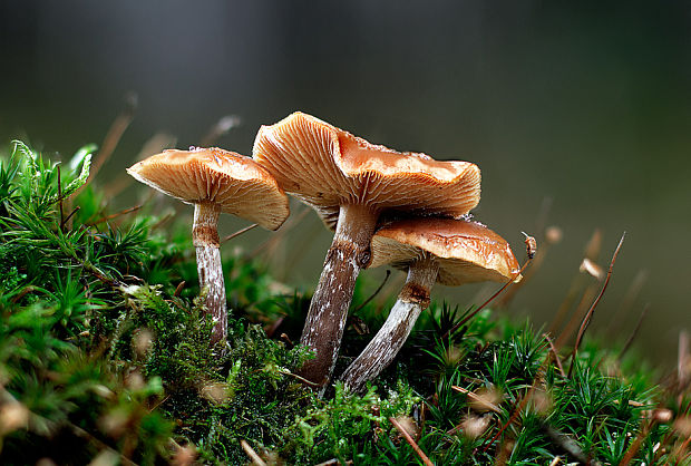 kapucňovka okrovohnedastá Galerina marginata (Batsch) Kühner