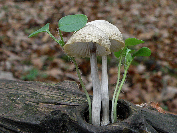 prilbička Mycena sp.