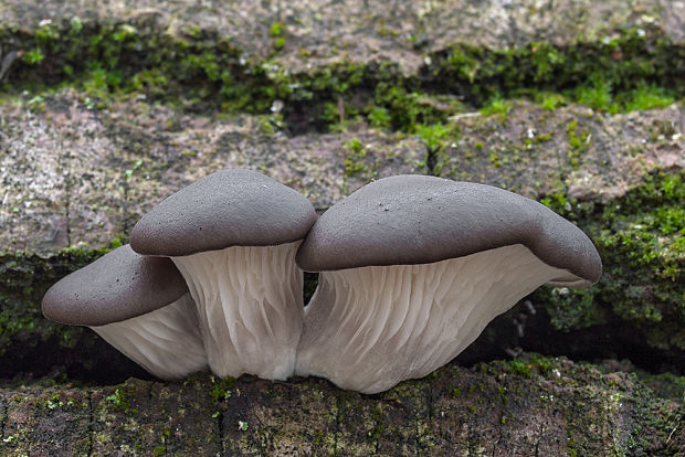 hliva ustricovitá Pleurotus ostreatus (Jacq.) P. Kumm.