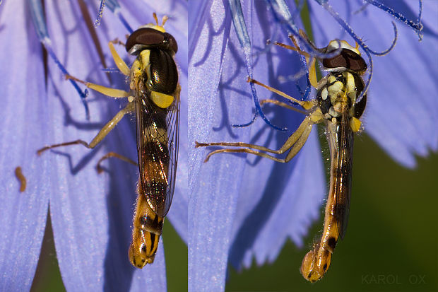 pestrica Sphaerophoria scripta