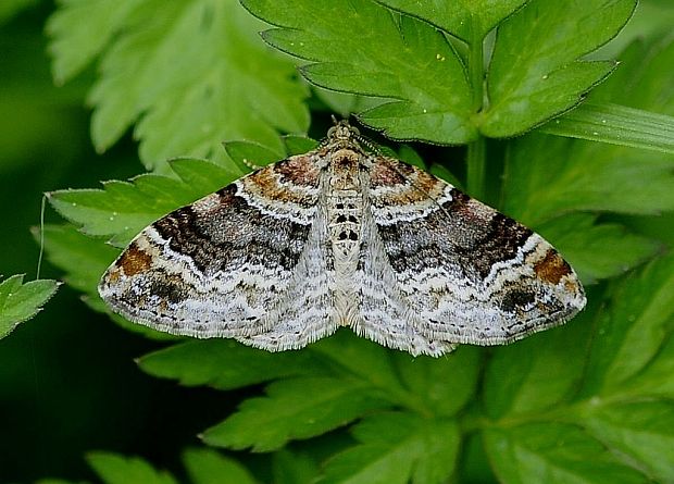 piadivka hnedočervená Xanthorhoe spadicearia (Denis & Schiffermüller, 1775)