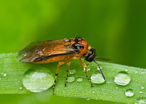 piliarka repková Athalia rosae