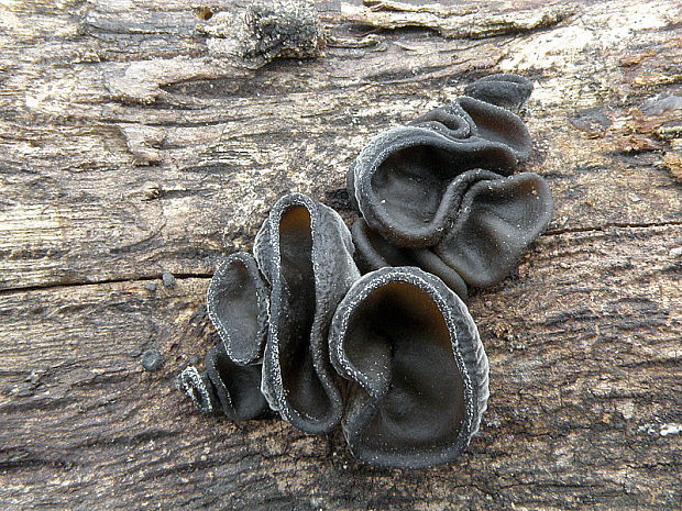 uchovec bazový Auricularia auricula-judae (Bull.) Quél.