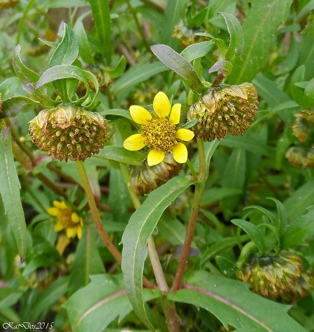 dvojzub ovisnutý Bidens cernua L.