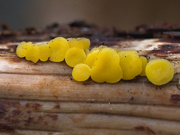 okrasník Bisporella sp.