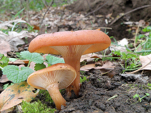 strmuľka lievikovitá Clitocybe gibba (Pers.) P. Kumm.