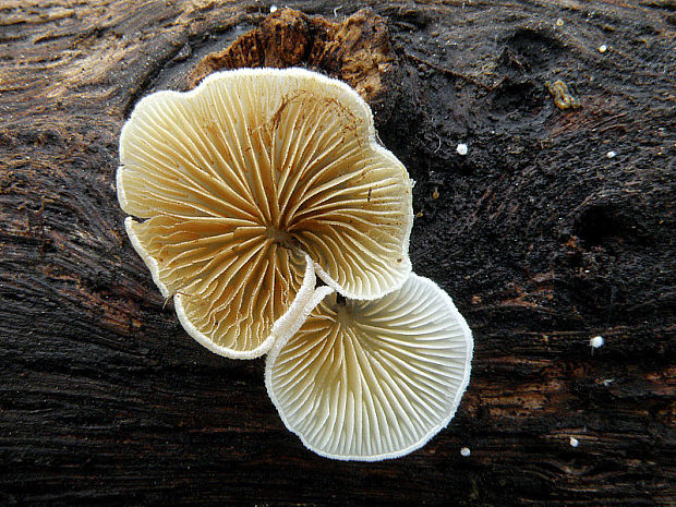 pahliva Crepidotus sp.