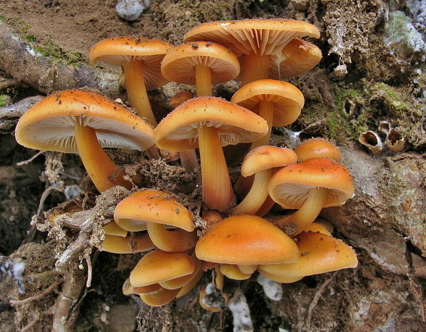 plamienka Flammulina sp.