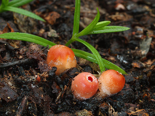 ohnivček zimný Microstoma protractum (Fr.) Kanouse