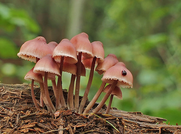 prilbička krvavomliečna Mycena haematopus (Pers.) P. Kumm.