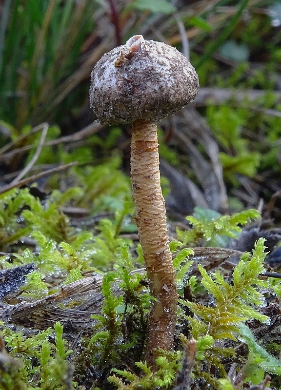 stopkovec zimný Tulostoma brumale Pers.