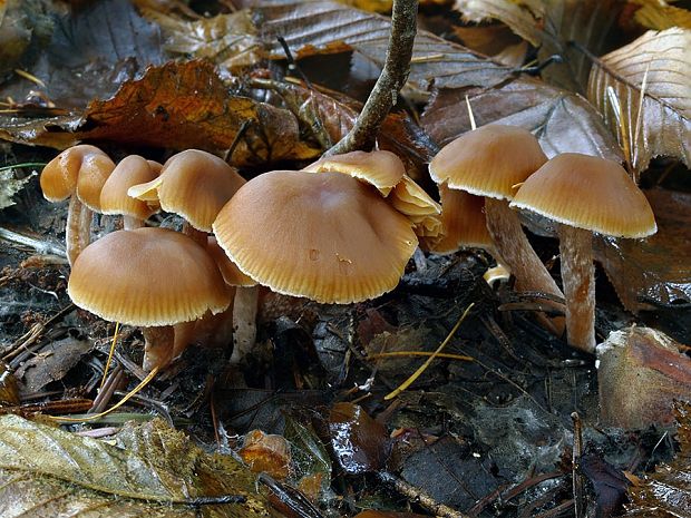 pavučinovec štíhlotupý Cortinarius fibulatobtusus Rob. Henry