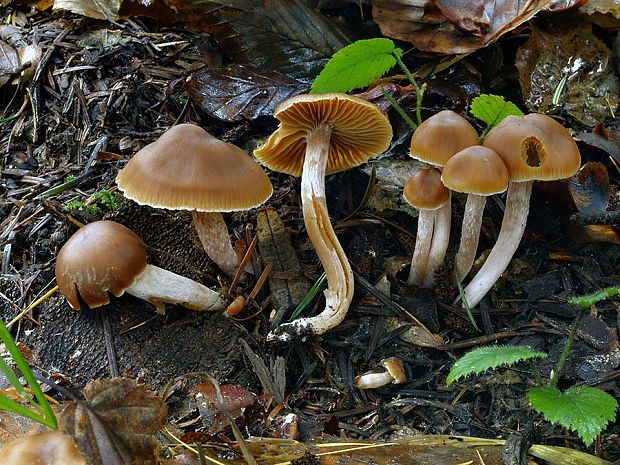 pavučinovec štíhlotupý Cortinarius fibulatobtusus Rob. Henry