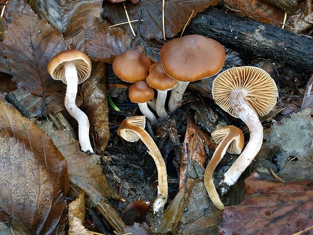 pavučinovec štíhlotupý Cortinarius fibulatobtusus Rob. Henry