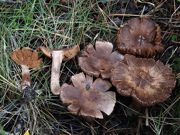 pavučinovec fialovomäsový Cortinarius saturninus (Fr.) Fr.