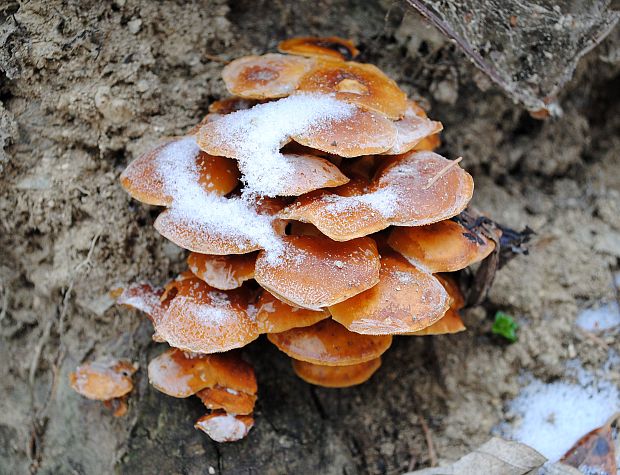 plamienka Flammulina sp.