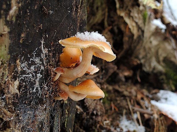 plamienka Flammulina sp.