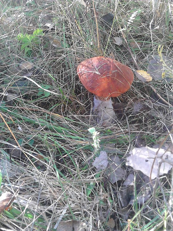 kozák dubový Leccinum aurantiacum (Bull.) Gray