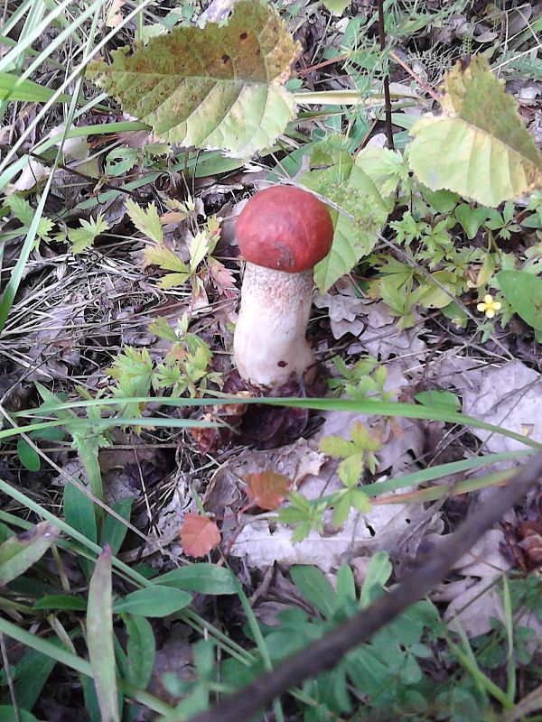 kozák dubový Leccinum aurantiacum (Bull.) Gray