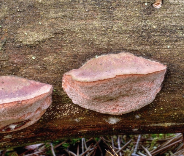 tvarohovček fialovejúci Leptoporus cf. mollis (Pers.) Quél.