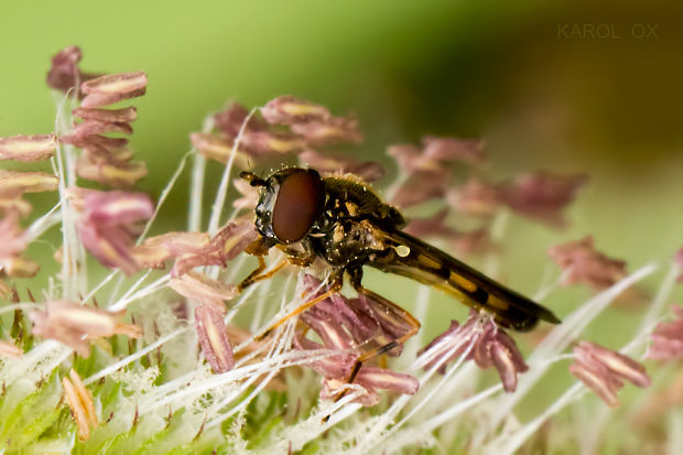 pestrica Platycheirus clypeatus