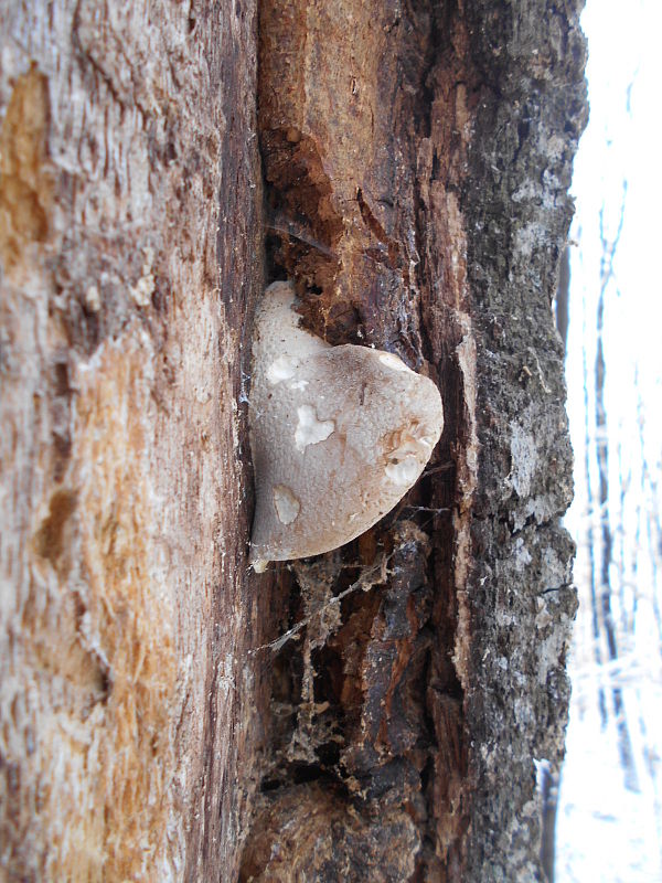 hliva dubová Pleurotus dryinus (Pers.) P. Kumm.