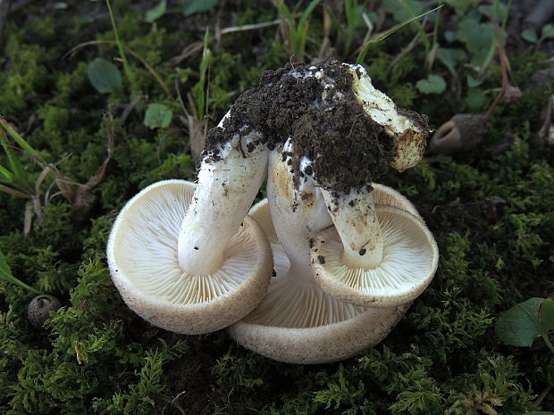 číruška šupinkatá Pogonoloma spinulosum (Kühner & Romagn.) Sánchez-García