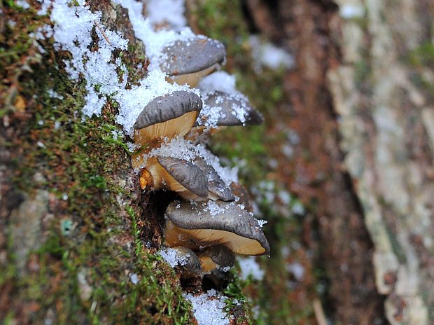 pňovka neskorá Sarcomyxa serotina (Pers.) P. Karst.