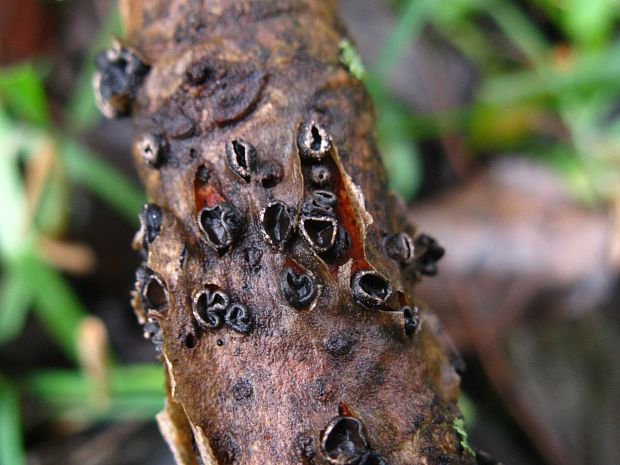 dutinovka lužná Sclerencoelia fascicularis (Alb. & Schwein.) P. Karst.