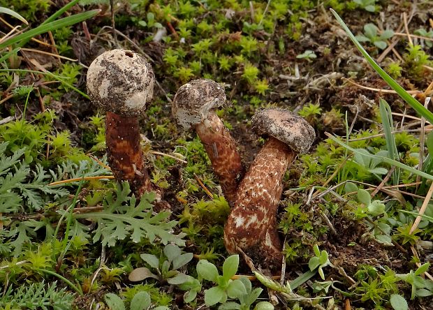 stopkovec vláknitý Tulostoma fimbriatum Fr.