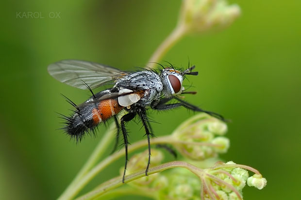 bystruša Aphria longirostris (Meigen, 1824)