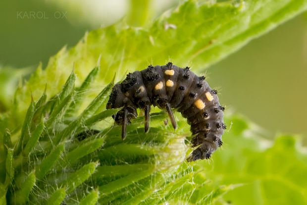 lienka (larva) Ceratomegilla notata