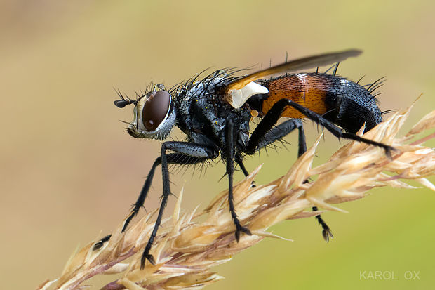 bystruša Cylindromyia auriceps