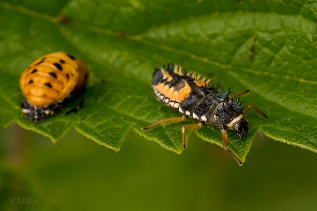 lienka (larva) Harmonia axyridis