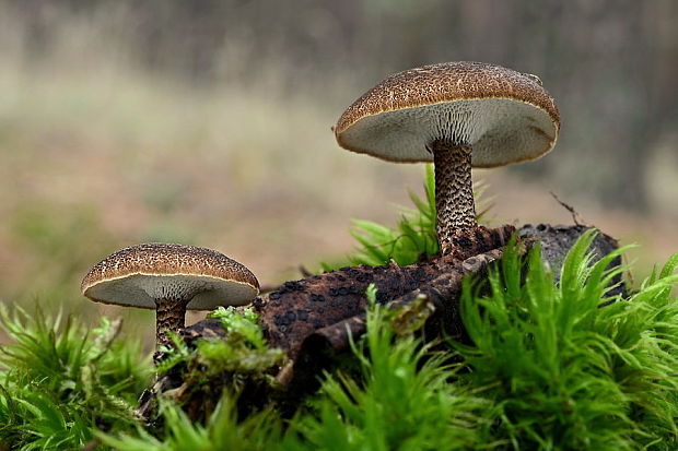 trúdnik zimný Lentinus brumalis (Pers.) Zmitr.