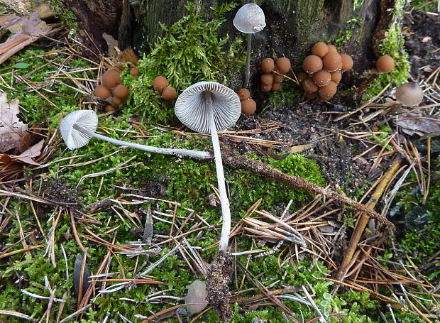 prilbička Mycena sp.