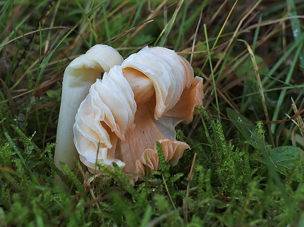 lúčnica ružovočervená Porpolomopsis calyptriformis (Berk.) Bresinsky