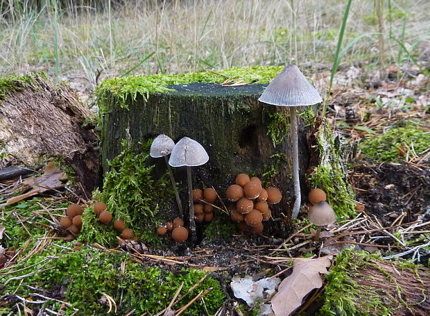 drobuľka vodomilná Psathyrella piluliformis (Bull.) P.D. Orton