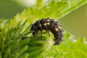 lienka (larva)