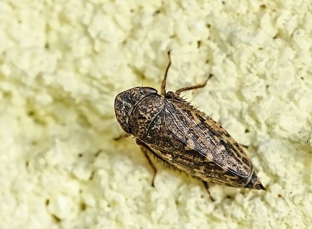 cikádka Aphrodes makarovi ♀